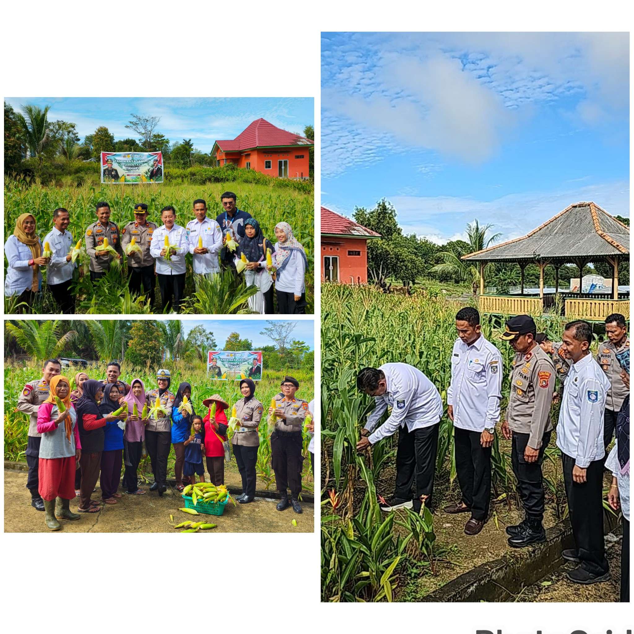 Panen Raya Jagung Serentak Tahap I Air Putih
